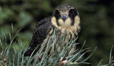 Mało kto potrafi złapać w locie szybkie jerzyki. Ten ptak to potrafi