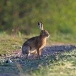 króliki Mało kto wie, co różni zająca i królika. Nie chodzi tylko o długość uszu