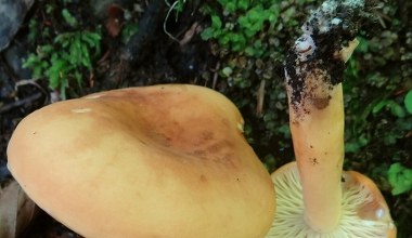 Mało kto wie, że jest jadalny. To jeden z najsmaczniejszych grzybów