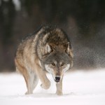 Małopolska gmina ostrzega przed wilkami. Przyrodnicy uspokajają