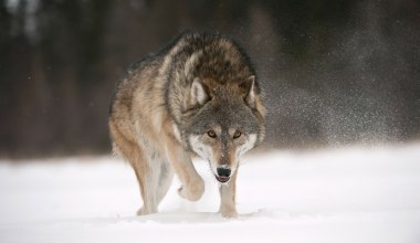 Małopolska gmina ostrzega przed wilkami. Przyrodnicy uspokajają