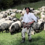 Małopolska inwestuje w tradycję. Chodzi o wypas owiec