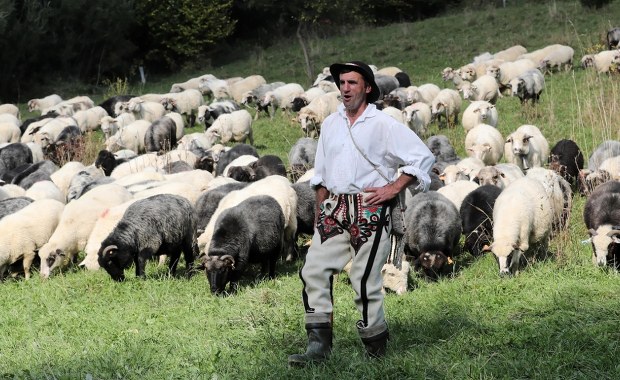 Małopolska inwestuje w tradycję. Chodzi o wypas owiec