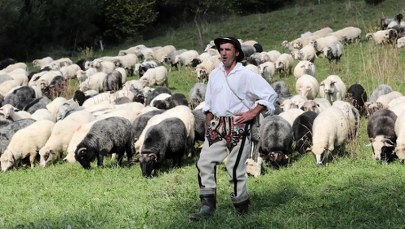 Małopolska inwestuje w tradycję. Chodzi o wypas owiec