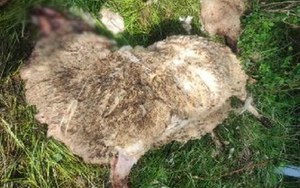 Małopolska: Masakra owiec w zagrodzie. "Za brutalnym atakiem stoi niedźwiedź"