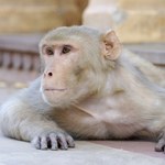 Małpa uwolniła się na statku kosmicznym. O krok od tragedii