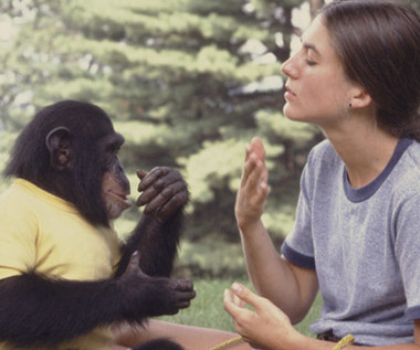 Małpę można "przerobić" na człowieka?