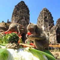 Tajlandia: Bufet dla małpek 