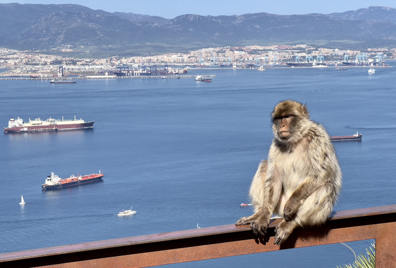 Małpia ospa swoją nazwę wzięła od małp, które przenoszą wirusa na ludzi /AFP