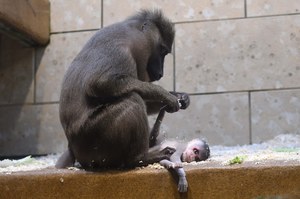 Małpka urodziła się martwa. "Najsmutniejsze zwierzęce zdjęcie"