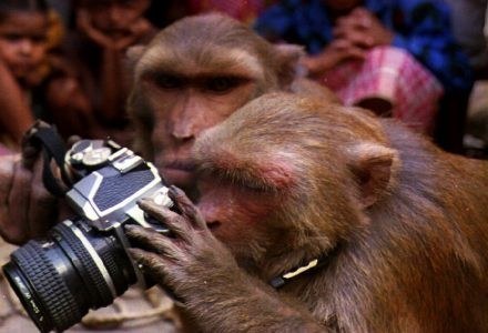 Małpka wybrała aparat. Kupujący często myślą, że komórka zastąpi cyfrówkę. /AFP