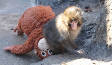Małpka z misiem wzruszyła cały świat. Makak Punch został odrzucony