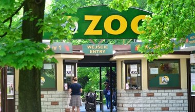 Małpka z Poznania odmroziła sobie palce. Będzie śledztwo