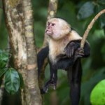 Małpka złodziejka. Kapucynka zrobiła rozróbę w zoologicznym 