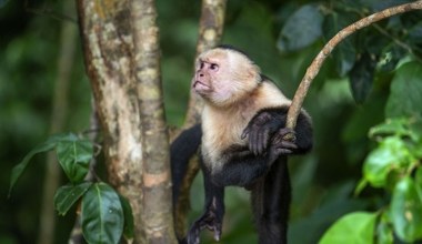 Małpka złodziejka. Kapucynka zrobiła rozróbę w zoologicznym 
