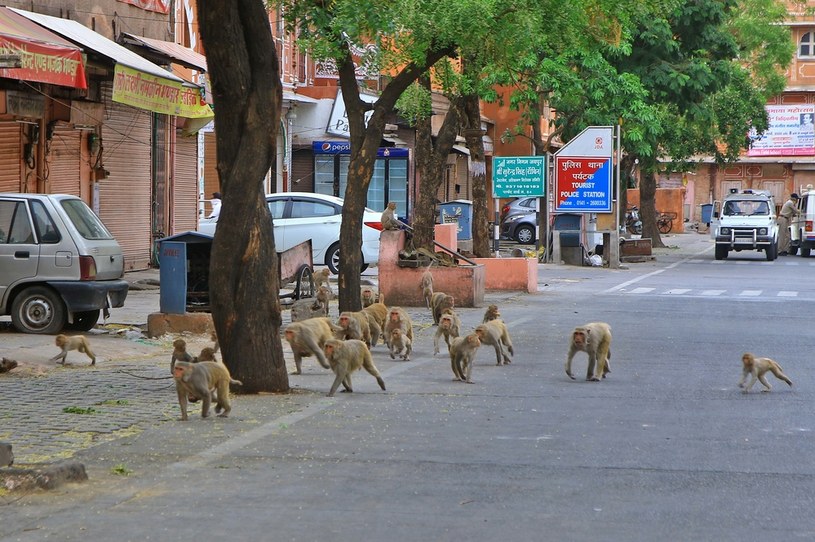 Małpy dosłownie terroryzowały mieszkańców Delhi i innych indyjskich miast /NurPhoto/NurPhoto /Getty Images