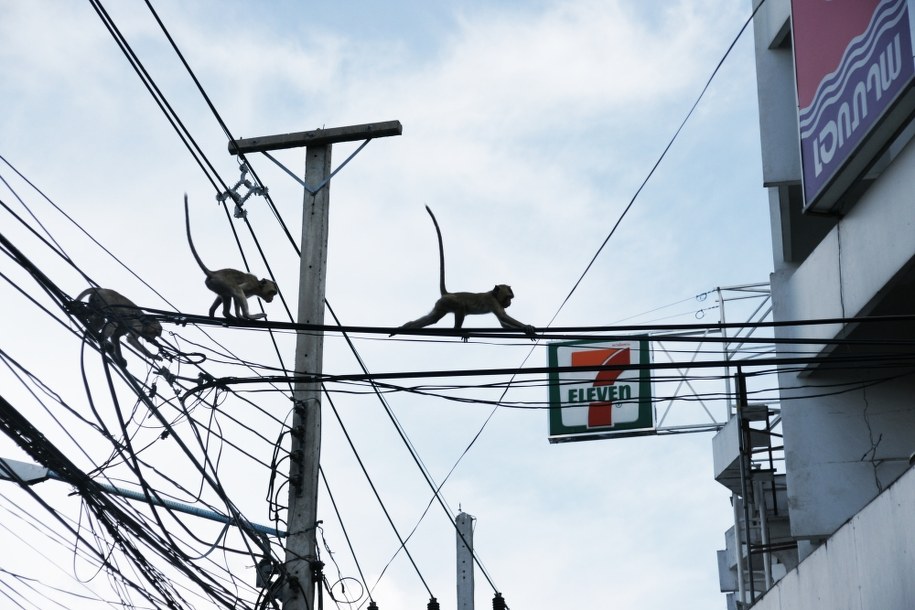 Małpy mogą być też źródłem świetnej rozrywki - przy zachowaniu rozsądnej odległości i bez spoufalania się można oglądać ciekawy spektakl, /Karolina Jackowska /RMF FM
