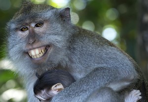Małpy potrafią być bardzo niegrzeczne. Używają kamieni w celach erotycznych