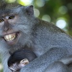 Małpy potrafią być bardzo niegrzeczne. Używają kamieni w celach erotycznych