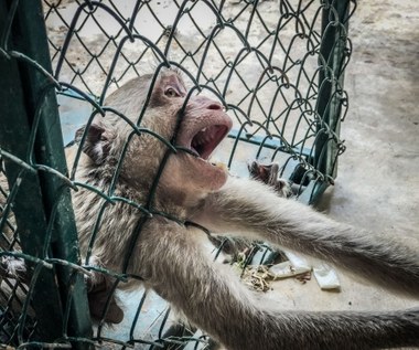 Małpy w metalowych uprzężach, krwawiące psy. Szokujący film z laboratorium pod Hamburgiem