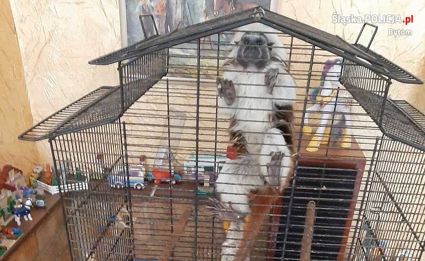 Małpy w mieszkaniu. Zwierzęta przetrzymywane były w ciasnych klatkach 