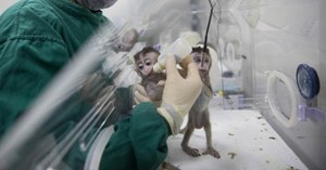 Małpy z ludzkimi genami i świecące świnie prosto z laboratorium