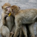 Małpy zaczęły się całować długo przed ludźmi. To one wymyśliły pocałunek
