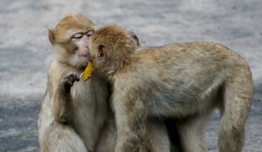 Małpy zaczęły się całować długo przed ludźmi. To one wymyśliły pocałunek