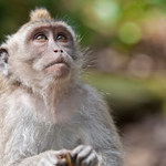 Małpy zyskują odporność na SARS-CoV-2 dzięki szczepionkom. A ludzie?