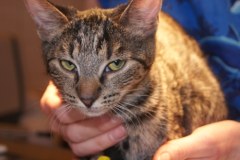 Maltretowany kot jest już bezpieczny