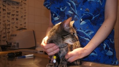 Maltretowany kot jest już bezpieczny