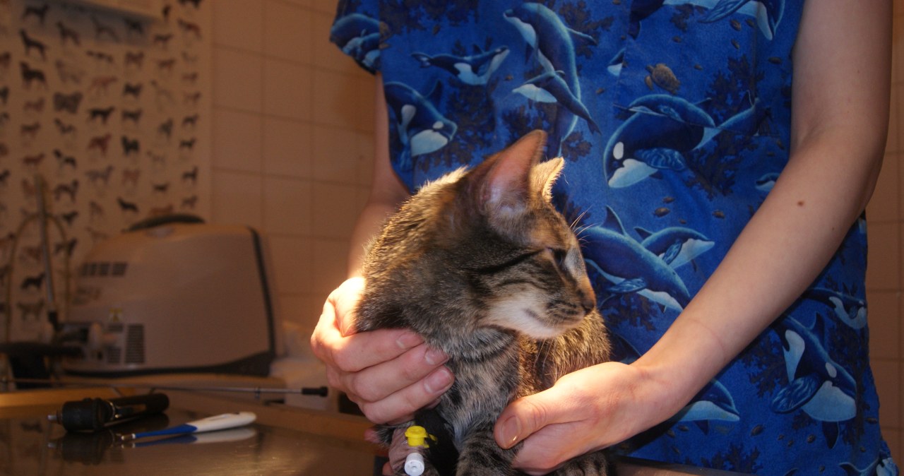 Maltretowany kot jest już bezpieczny