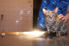 Maltretowany kot jest już bezpieczny