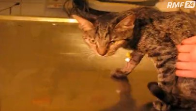 Maltretowany kot jest już bezpieczny