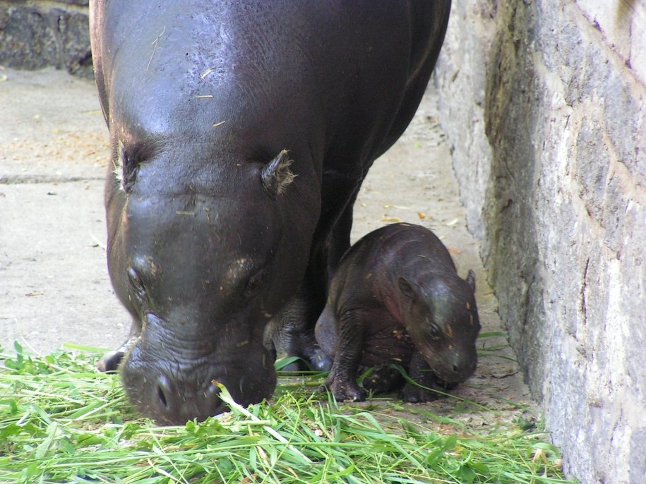 Maluch i jego mama /Bartek Paulus /RMF FM