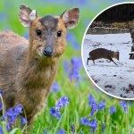 Maluch porwał się na giganta. Wideo z polskiego zoo podbija sieć