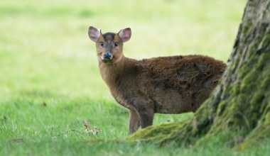Maluch z Polski podbił cały świat. Jest nowe, zaskakujące wideo