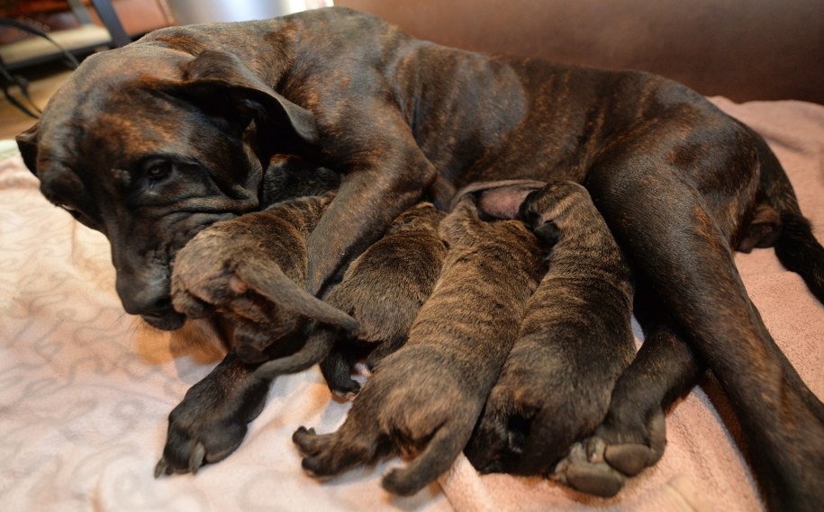 Maluchy dokarmiane są butelką /CARMEN JASPERSEN /PAP/EPA