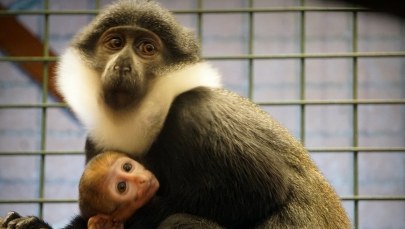 Malutki koczkodan górski nowym mieszkańcem wrocławskiego zoo