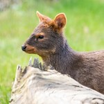Malutki krewny sarny ma problem. Ciągle atakują go psy
