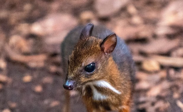 Malutki myszojeleń w łódzkim zoo to samiczka