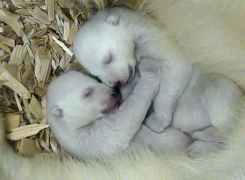 Malutkie niedźwiedzie polarne /TIERPARK HELLABRUNN HANDOUT /PAP/EPA