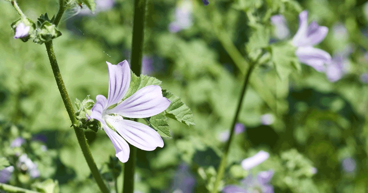 Malva silvestris to zioło znane od czasów rzymskich /123RF/PICSEL