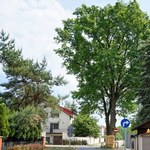 Malwa i Miłosz w finale konkursu na Drzewo Roku 2023! Został tydzień na głosowanie