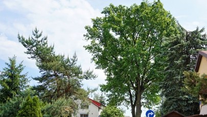 Malwa i Miłosz w finale konkursu na Drzewo Roku 2023! Został tydzień na głosowanie