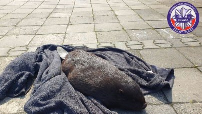 ​Mały bóbr błąkał się po ulicach miasta. Pomogli mu policjanci