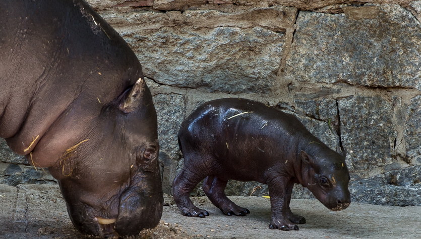 Mały hipopotam w zoo we Wrocławiu