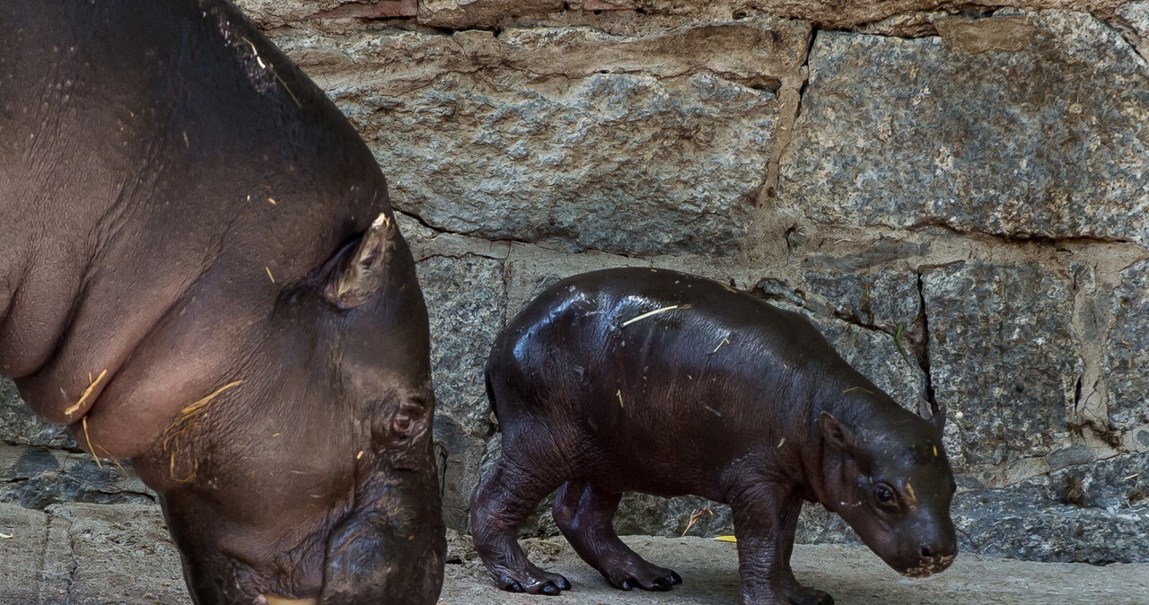 Mały hipopotam w zoo we Wrocławiu