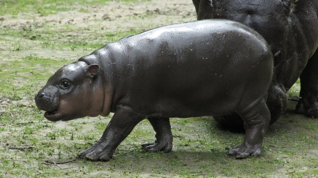 Mały hipopotamek urodził się w połowie kwietnia /Jacek Skóra /RMF FM