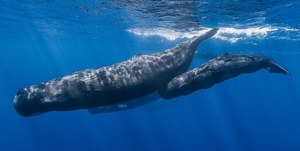 Mały kraj odda część wybrzeża wielorybom. Powód zupełnie zaskakuje
